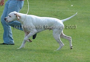 2nd Junior Dog